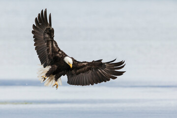 Bald eagle incoming