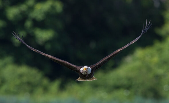 Bald Eagle With Meal (midshipman Fish)