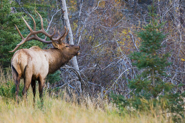 Bull elk bugling