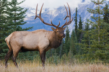 Naklejka na ściany i meble Rocky Mountain bull elk