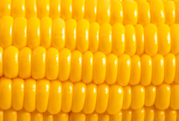 Top view close up photo image of yellow sweet corn grain on cob, dense rows of corn seeds as background.