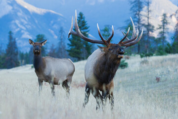 Mountain song, bull elk bugling