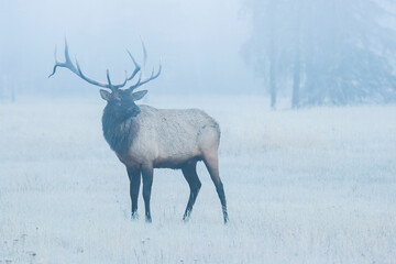 Bull elk, morning fog