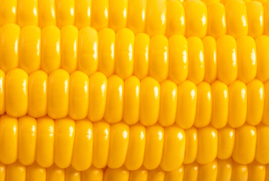 Top view close up photo image of yellow sweet corn grain on cob, dense rows of corn seeds as background.