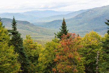 Forest landscape along the Mount Washington Auto Road leading to the summint of Mount Washington in New Hampshire