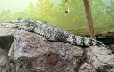 Philippine crocodile (Crocodylus mindorensis)