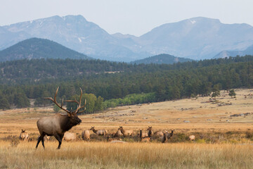 Herd bull, bull elk asserting dominance - Powered by Adobe