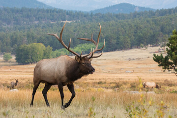 Rocky Mountain bull elk