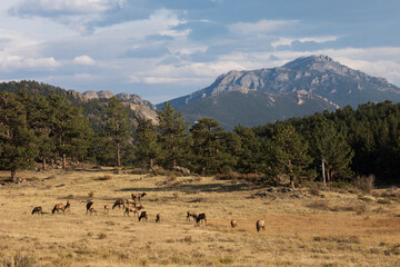 Rocky Mountain elk herd