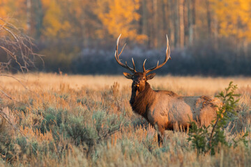 Rocky Mountain bull elk, first light