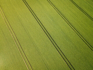 Aerial view of farmland rows of crops. Green fields in summer. 