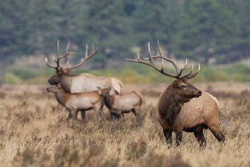Rocky Mountain elk, the rut