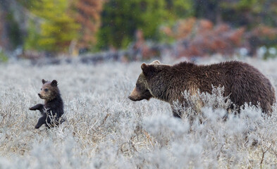 Grizzly bear sow with cub