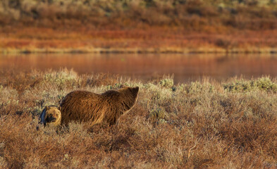 Grizzly bear sow with cub