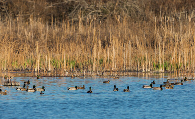 Waterfowl in wetland