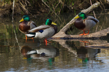 Fototapeta premium Mallard drakes Resting, timber pond