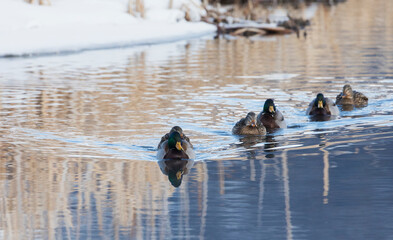 Mallard ducks, winter warm water