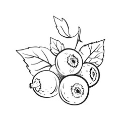 Currant hand drawn black color berry. Food berry. Engraving style sketch. Vector illustration.