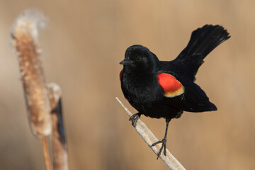 Male red-winged blackbird
