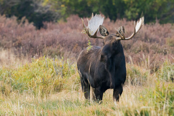 Bull moose
