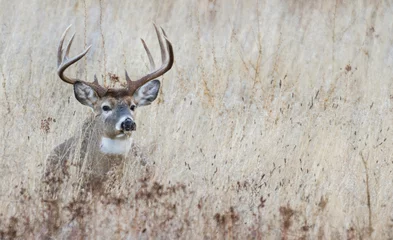 Deurstickers White-tailed deer buck © Danita Delimont