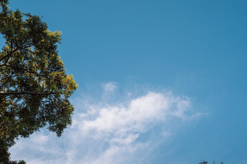 Cielo despejado con arbol