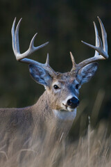 White-tailed deer buck, close-up portrait