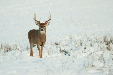 White-tailed deer buck