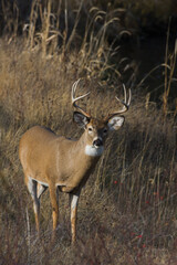 White-tailed deer buck