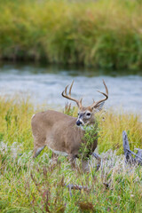 White-tailed deer buck