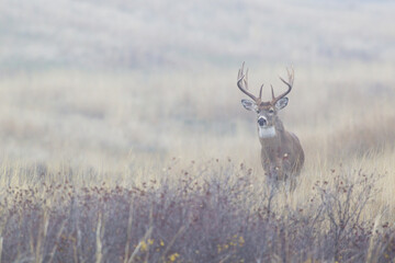 Foggy morning buck, white-tailed deer