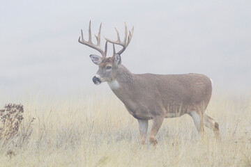 White-tailed deer buck, foggy morning