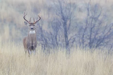 Cercles muraux Cerf White-tailed deer buck, foggy morning