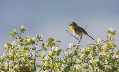 Yellow-breasted chat singing