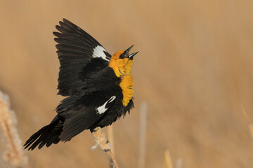 Yellow-headed blackbird, morning display and song