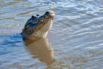 Fototapeta premium American alligator, Florida
