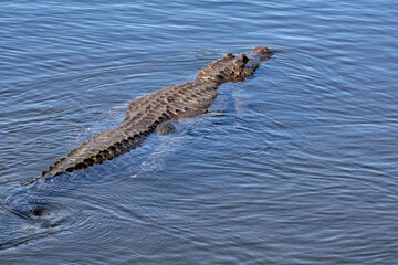 American alligator, Florida