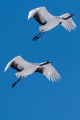 Hokkaido red cranes