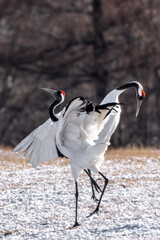 Hokkaido red cranes © David