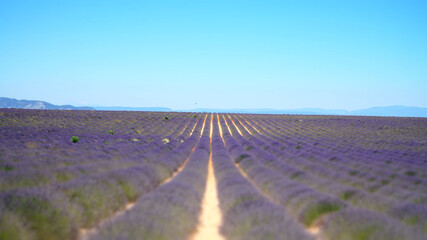 Fototapeta na wymiar Valensole lavender Fields in Alpes-de-Haute-Provence of southeastern France.