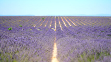 Valensole lavender Fields in Alpes-de-Haute-Provence of southeastern France.