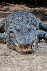 American alligator, Florida