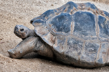 Aldabra Tortoise, Gatorland, Orlando, Florida
