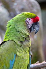 Great Green Macaw