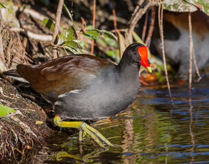 The common moorhen.