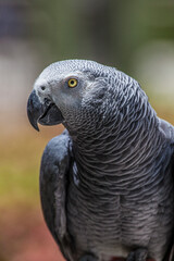 Obraz premium African grey parrot showing it's beautiful plumage and bright yellow eyes.