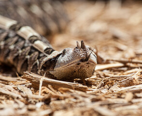The venomous Gaboon viper uses its tongue to smell. Longest fangs of any snake.