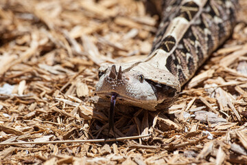 The venomous Gaboon viper uses its tongue to smell. Longest fangs of any snake.