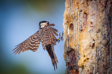 The endangered red-cockaded woodpecker only nests in cavities made in live pine trees.