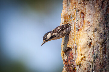The endangered red-cockaded woodpecker only nests in cavities made in live pine trees.